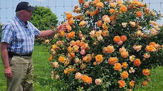 David Austin® Rose Lady of Shalott // BEST PERFORMING Variety In Mid-Atlantic & Northeast Region😉💚👍😊