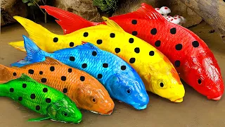 Stop Motion Cooking ASMR Colorful Koi Fish Cow, ikan & Big Frog 다채로운 잉어물고기 | 거대한 개구리 - 무지개 메기/ 스톱 모션