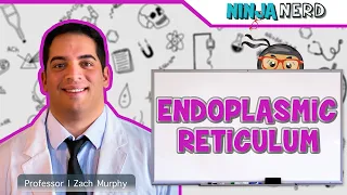 Endoplasmic Reticulum Structure & Function