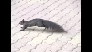Squirrel Walk & Small Jump (Slow Motion Animation Reference)