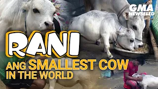 Rani, ang "smallest" cow in the world! | GMA News Feed