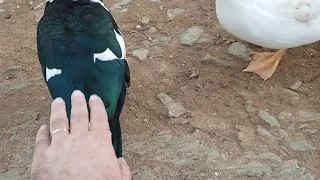 Feathered friends at Water Mill Farm, Vanwyksdorp