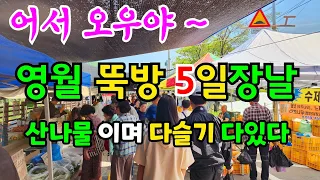 5월 연휴 영월 뚝방5일장날 산나물 /  다슬기 없는게 없다