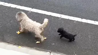 Stray dog mom leads puppy to forage, but found Nothing in trash can