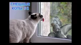 Приколы с кошками и котами #5. Подборка смешных и интересных видео с котиками и кошечками 2017