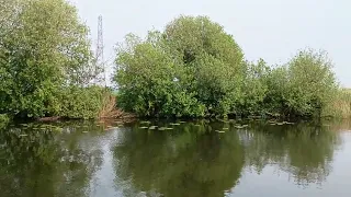 Wildlife Buzzards aplenty Water