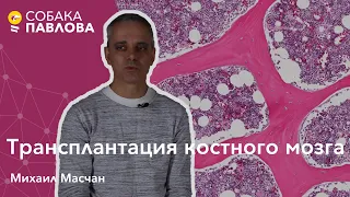 Трансплантация костного мозга - Михаил Масчан // рецедив лейкоза, аферез, безопасность донора