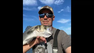 PECHE AU LEURRE D UN BEAU LOUP EN MEDITERRANEE