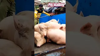 #pig loading #how to start pig #farm #earn money from farming#profitable #farming  business #shorts
