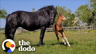 Horse Mother Who Lost Her Baby Adopts A Foal As Her Own! | The Dodo Faith = Restored