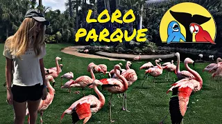 Loro Parque Обзор , Tenerife #zoo#tenerife