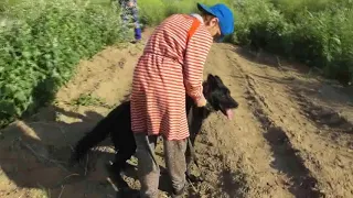 Поездка с детьми и собачками на Рыжковский  (северный) пруд.  01. 06. 2018