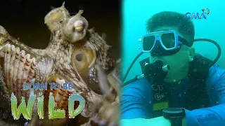 Why do fishermen bite octopuses' heads off? | Born to be Wild