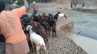 how goat farmers are having trouble crossing their animals into the river