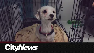 68 dogs rescued from a south side home in Winnipeg are now one step closer to finding their forever