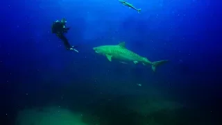 Aliwal Shoal - Tiger Shark Dive!!!