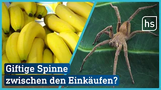Spinnen-Alarm! Frau aus Bad Arolsen vermutet giftige Spinne in Einkaufskorb | hessenschau