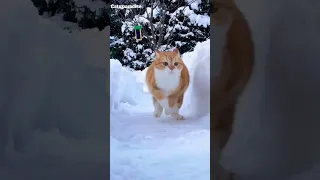 the snow cat 🥰 #short #cats #youtubeshorts #viral #trending  must watch video