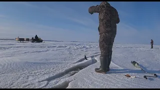 РЫБАЛКА НА РЫБИНСКОМ ВОДОХРАНИЛИЩЕ. ЛОВИМ НАЛИМА ЗИМОЙ