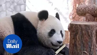 Putin and Xi unveil pair of giant pandas at Moscow Zoo