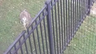 Red Tailed Hawk Attacking a parrot, Hawk attack a WCP