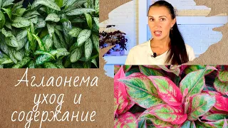 🪴🌿✅АГЛАОНЕМА УХОД В ДОМАШНИХ УСЛОВИЯХ/ПРОБЛЕМЫ ВЫРАЩИВАНИЯ/ЦВЕТОК УДАЧИ#аглаонема