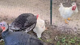My Turkey Screwing my Chicken.