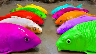 만화 무지개 개구리, 핑크 메기, 다채로운 귀여운 아기 물고기 수영장/ ASMR Stop Motion Satisfying