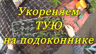 Укореняем ТУЮ на подоконнике.