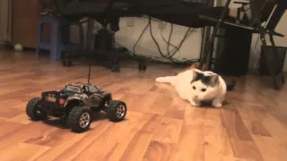 HPI Mini Recon vs Cats