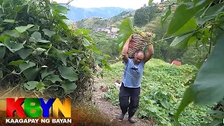 KBYN: Mga magsasaka sa Benguet, nahihirapang ibenta ang kanilang mga pananim