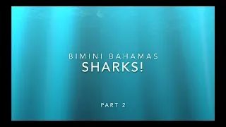 Virgin Voyages Sapona Shipwreck and Shark Snorkeling - Bimini Bahamas (PART 2) Nov 16, 2022