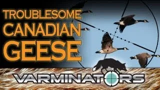 Varminators - Troublesome Canadian Geese
