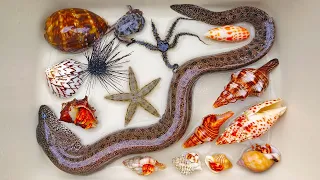 Catch eels and hermit crabs, snail, conch, ornamental fish, crab, starfish, sea urchin, sea cucumber