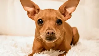 40 Best Miniature Pinscher Names with Meanings 🐾✨