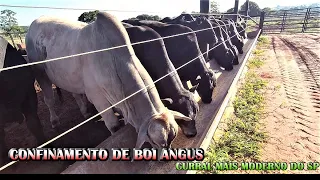 CONFINAMENTO DE BOI ANGUS , CURRAL MAIS MODERNO DO ESTADO SP , TAMO NA PECUÁRIA !! #canalfabinho