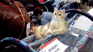 Выставка кошек и котов Киев 2017
