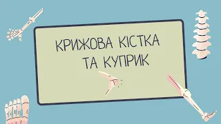 Крижова кістка та куприк | Остеологія