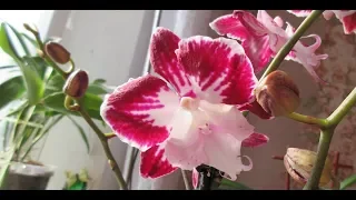 Орхидея Phalaenopsis Tinkerbell's Kizz. Биг Лип. Распаковка посылки. Новинка.Приятные ожидания.)))