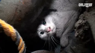 캄캄한 굴뚝 아래에 갇혀 꼼짝도 못한 고양이 구조하기 (역대급 힘든 구조..)ㅣThe Most Challenging Cat Rescue