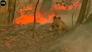 Forest Fires - What Happen for Wildlife| FreeFall