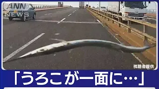 “空から魚”車を直撃　ガラスにひび…　福岡【知っておきたい！】(2023年11月15日)