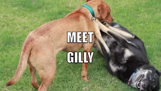 Meet Gilly!