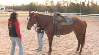 Horse Breaking Techniques