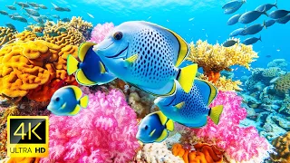 3 HOURS of 4K Underwater Wonders + Relaxing Music 🎵 The Best 4K Sea Animals for Relaxation 🐠