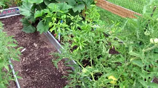 How to Grow in No Dig Double Shredded Hardwood Raised Beds: Principles & Bed Set Up - Give it a Try!