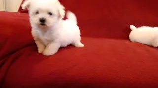 PUI DE BICHON MALTESE 0725758099