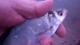 Видео. Рыбалка на Бугринке .