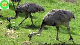 Top Ten Biggest Birds In The World