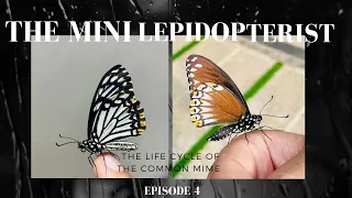 The Life Cycle of the Common mime butterfly 🦋(papilio clytia)